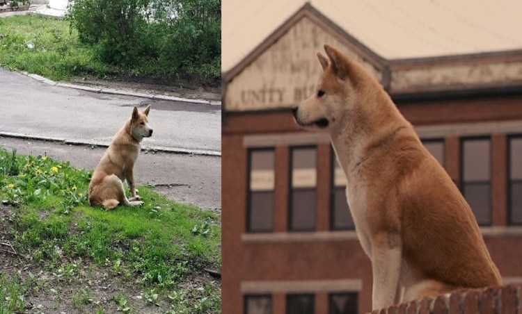 Собака ждет хозяина