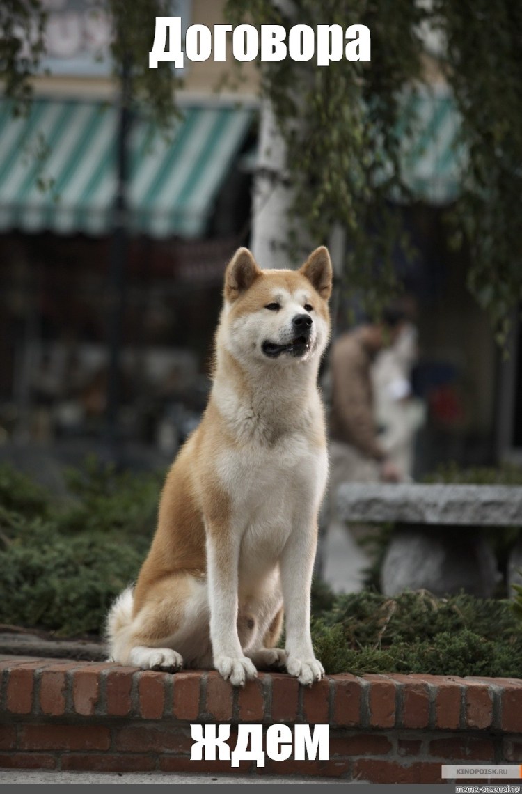 Глаза Хатико