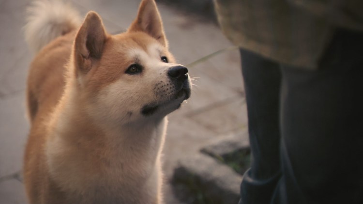 Хатико самый верный друг