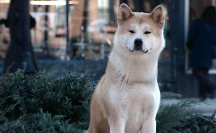 Хатико самый верный друг