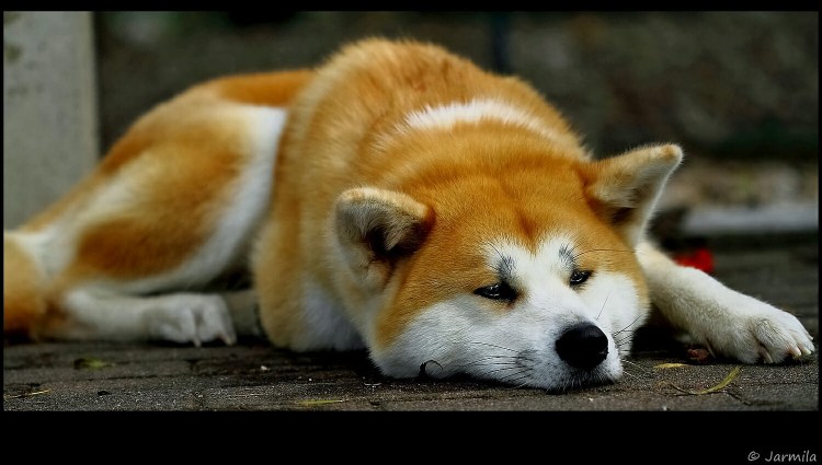 Акита-ину фильм Хатико