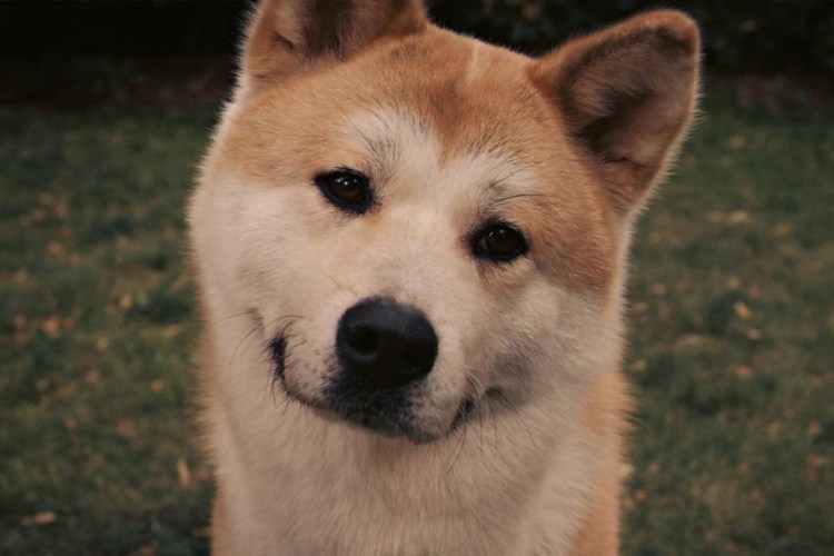 Хатико: самый верный друг фильм 2009