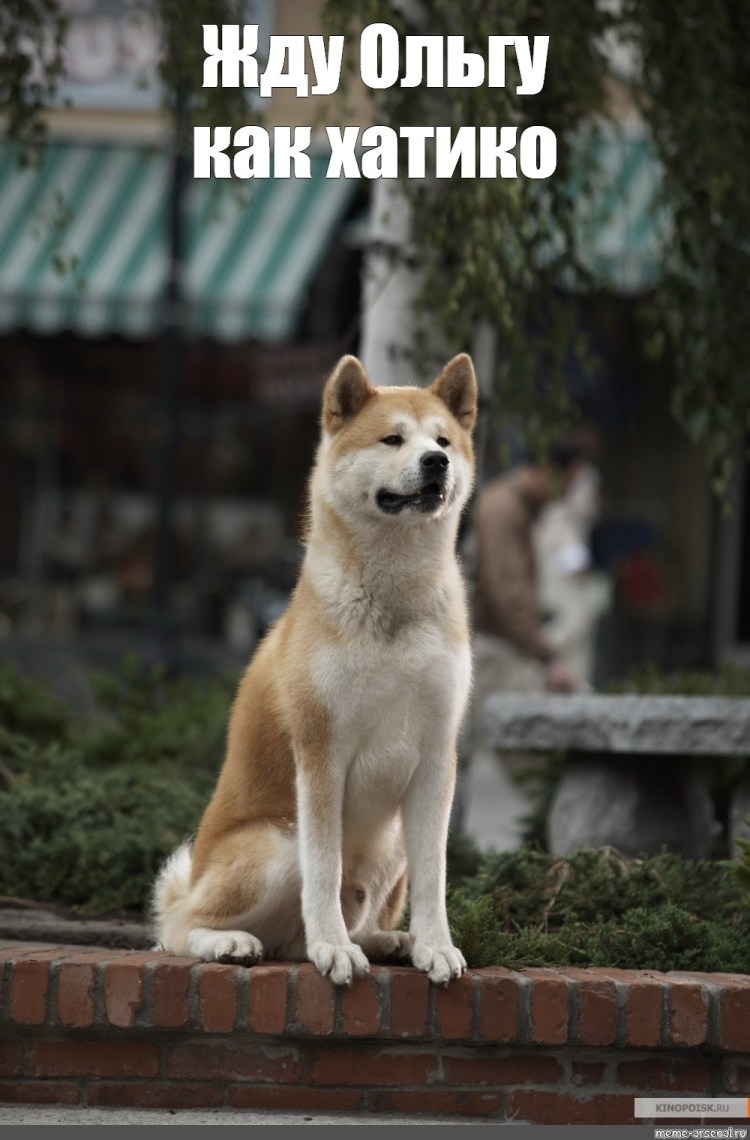 Помоги выбраться из Хатико
