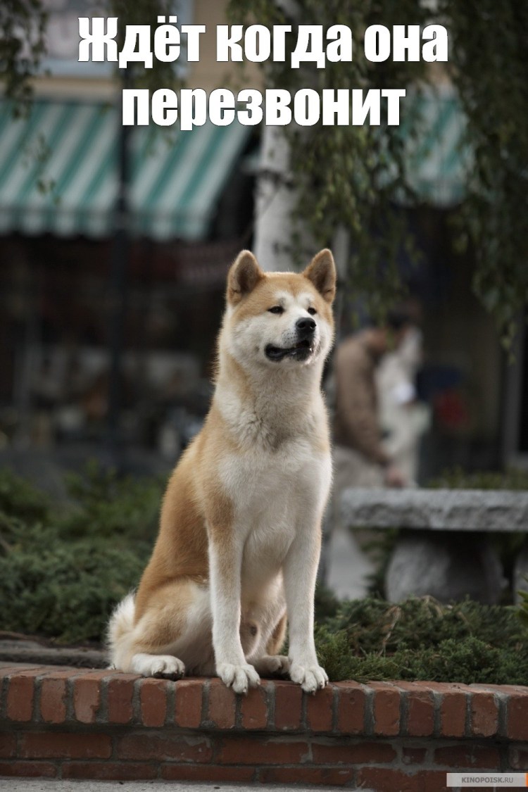 Собака одна на улице