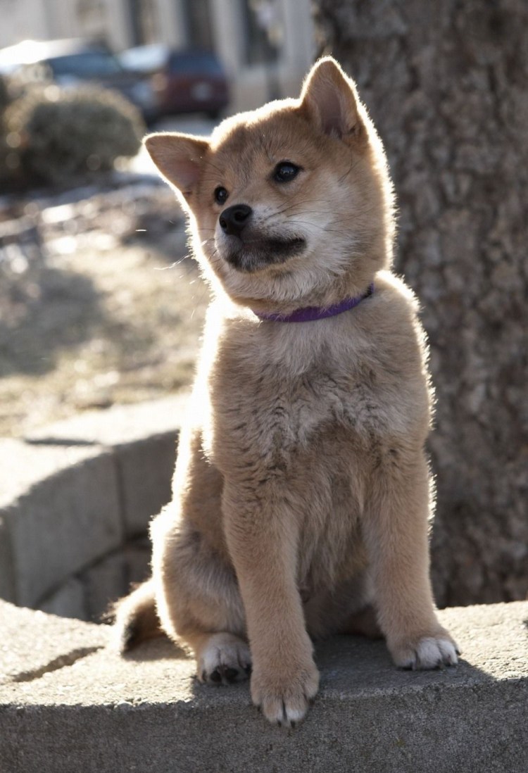 Чучело Хатико