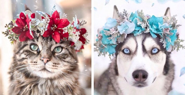 Кошка в веночке