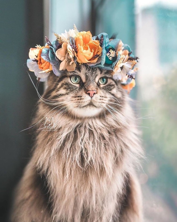 Кошка с венком на голове