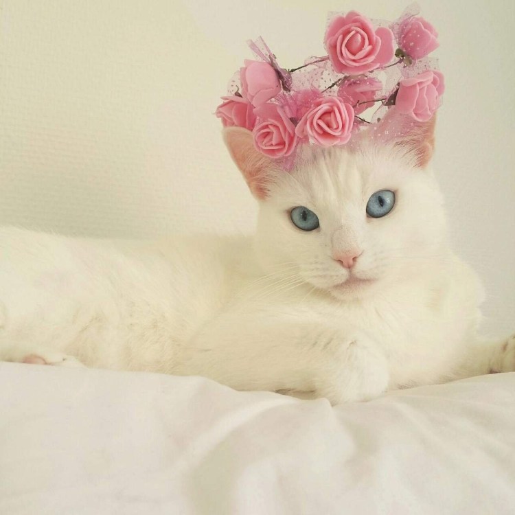 Весенние кошки