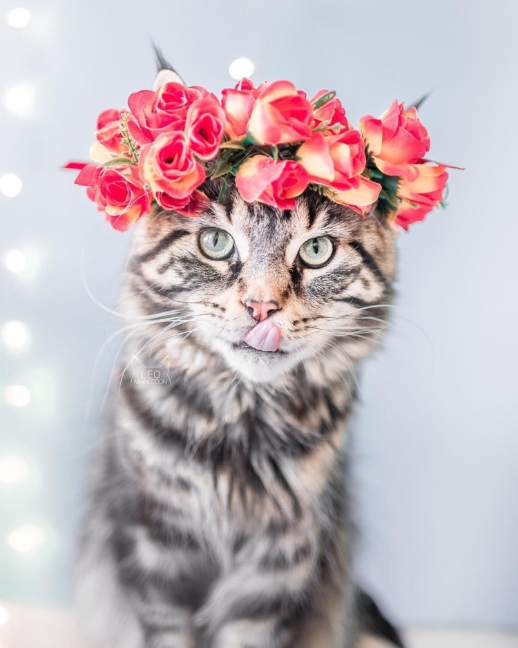 Кошка с венком на голове