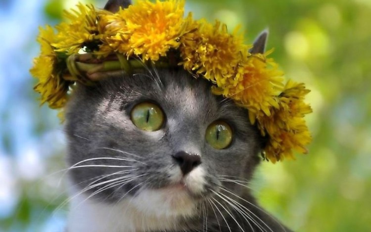 Котенок в цветах