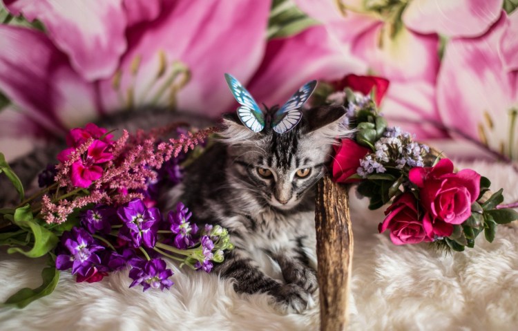 Розовый котенок