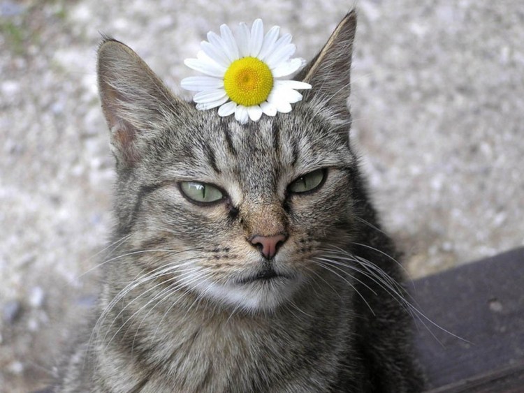 Коты с цветами