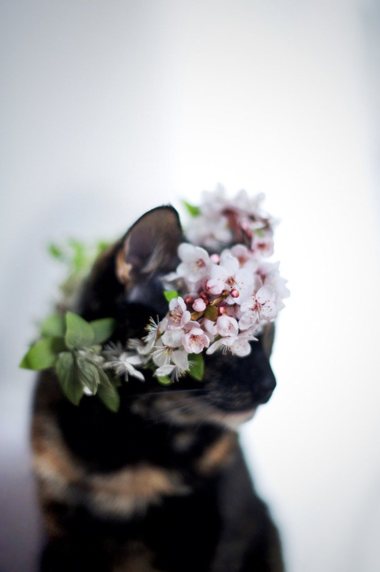 Кошка с венком на голове