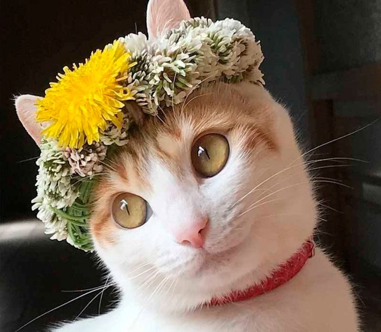 Продам дрова недавно наломала картинки прикольные