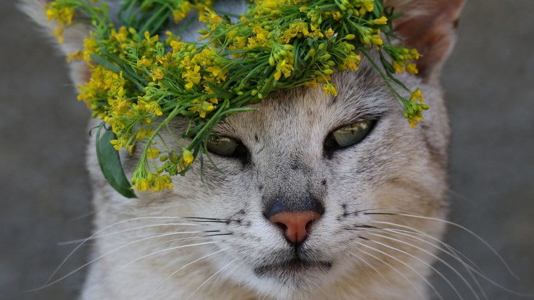 Кошка с короной на голове