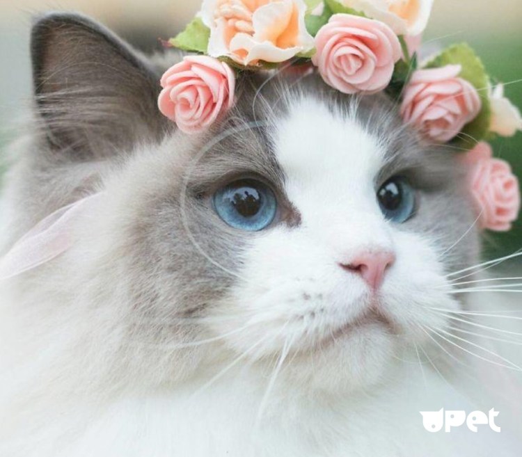 Орхидея кот