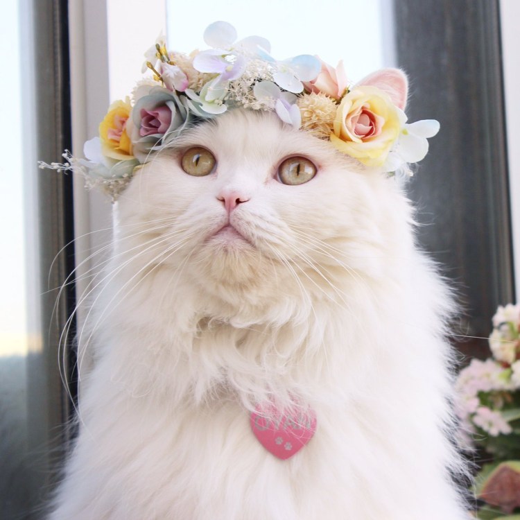 Кошечка в цветах