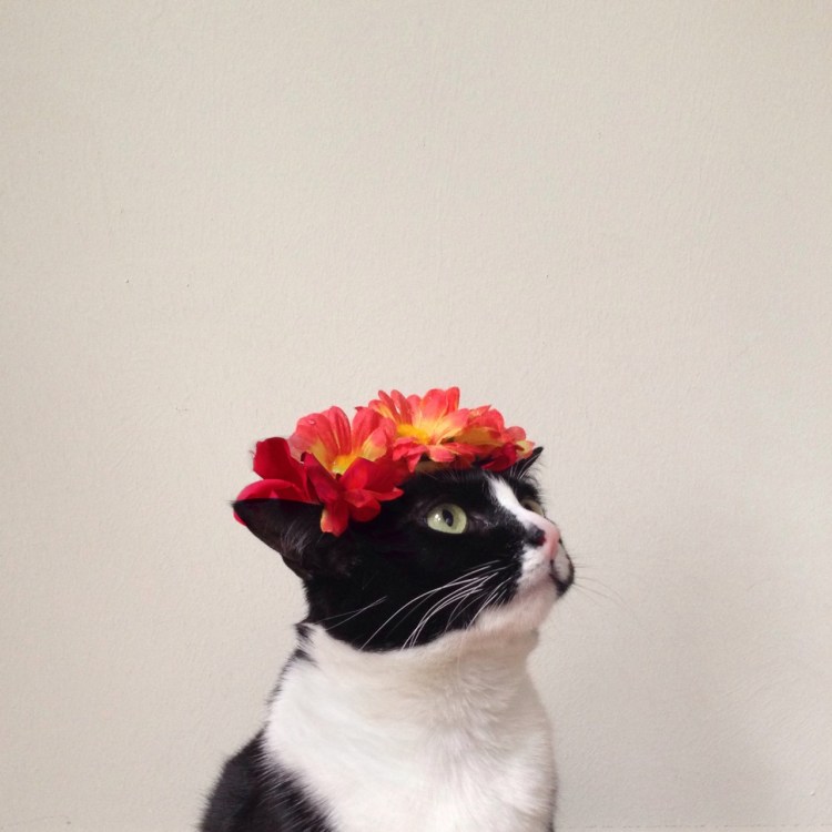 Кошка в венке из цветов