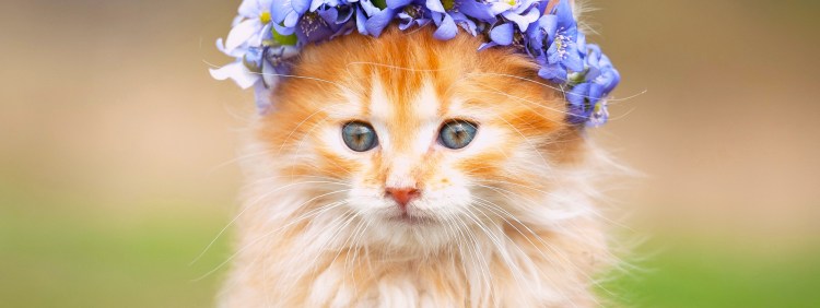 Кошка с венком на голове