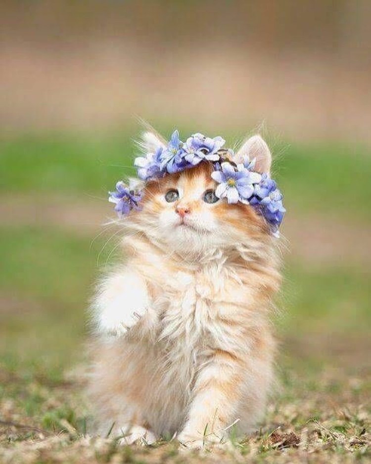 Фотосессия с кошкой в цветах