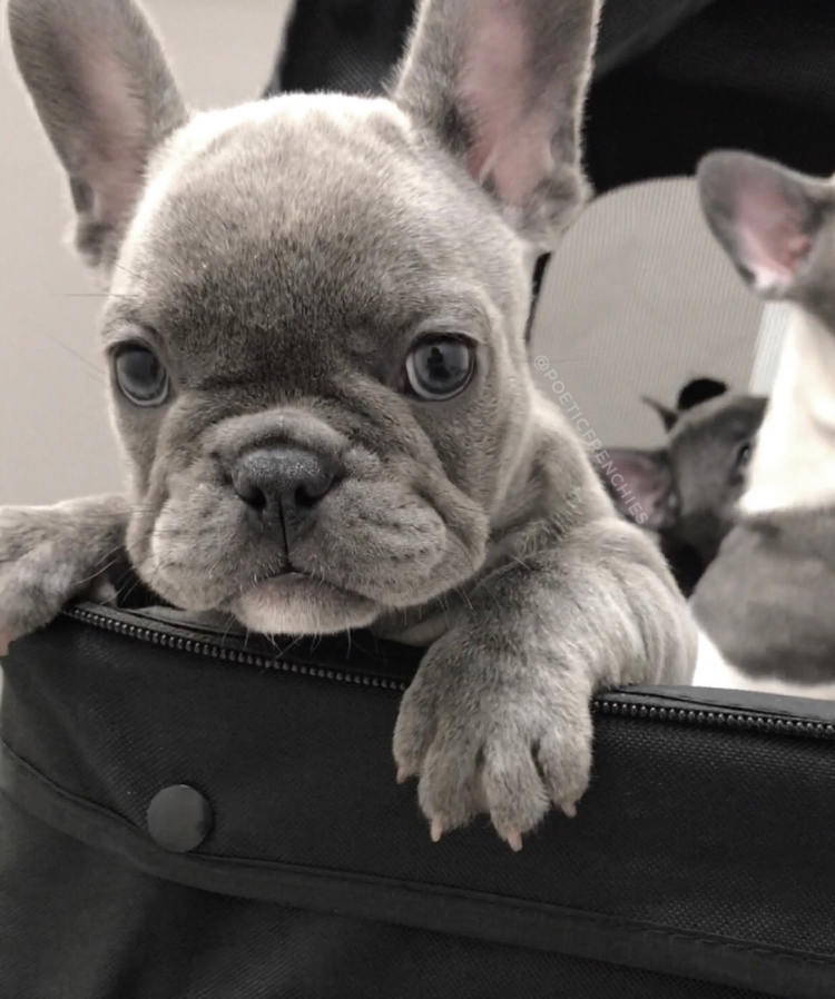 Французский бульдог мини голубой