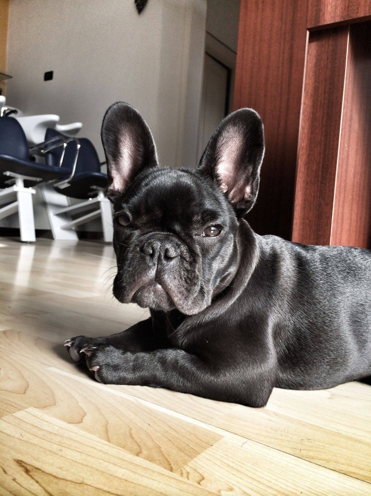 Французский бульдог щенок серый