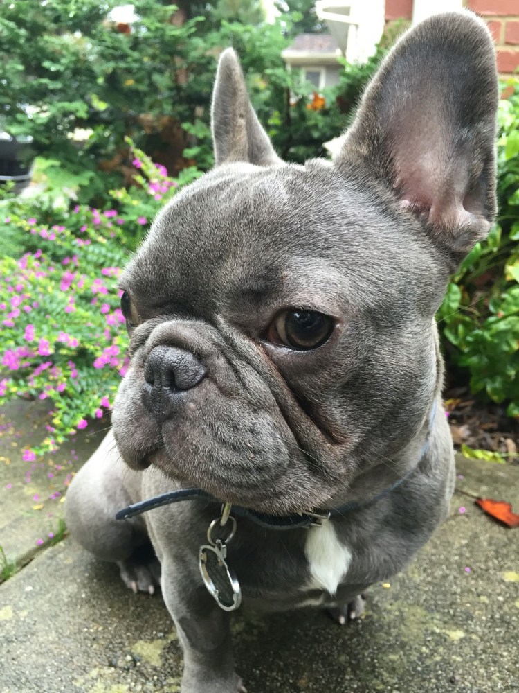 Голубой фавн французский бульдог