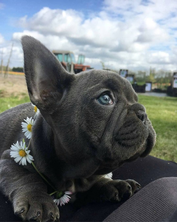 Французский бульдог пепельный