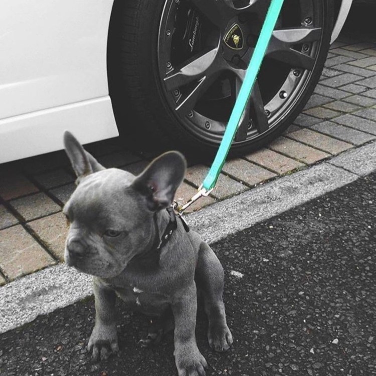 Изабелловый французский бульдог