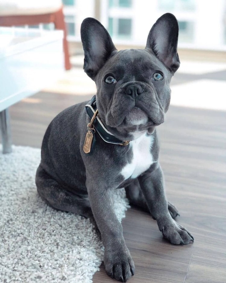 Французский бульдог вислоухий