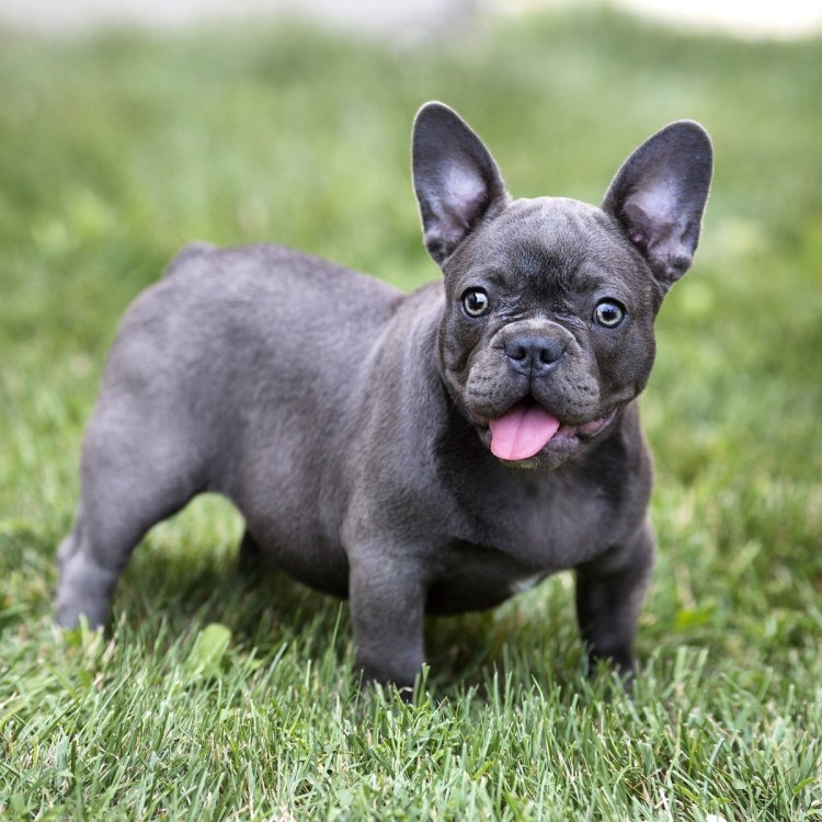 Бургосский бульдог