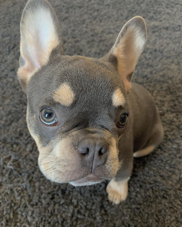 Французский бульдог кобель