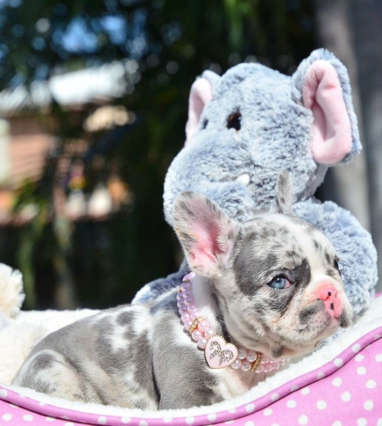 Голубой французский бульдог