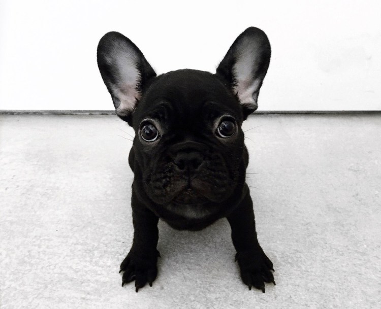 Мопс французский бульдог голубой