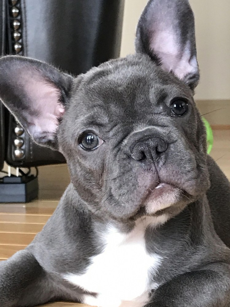 Французский бульдог чепрачный