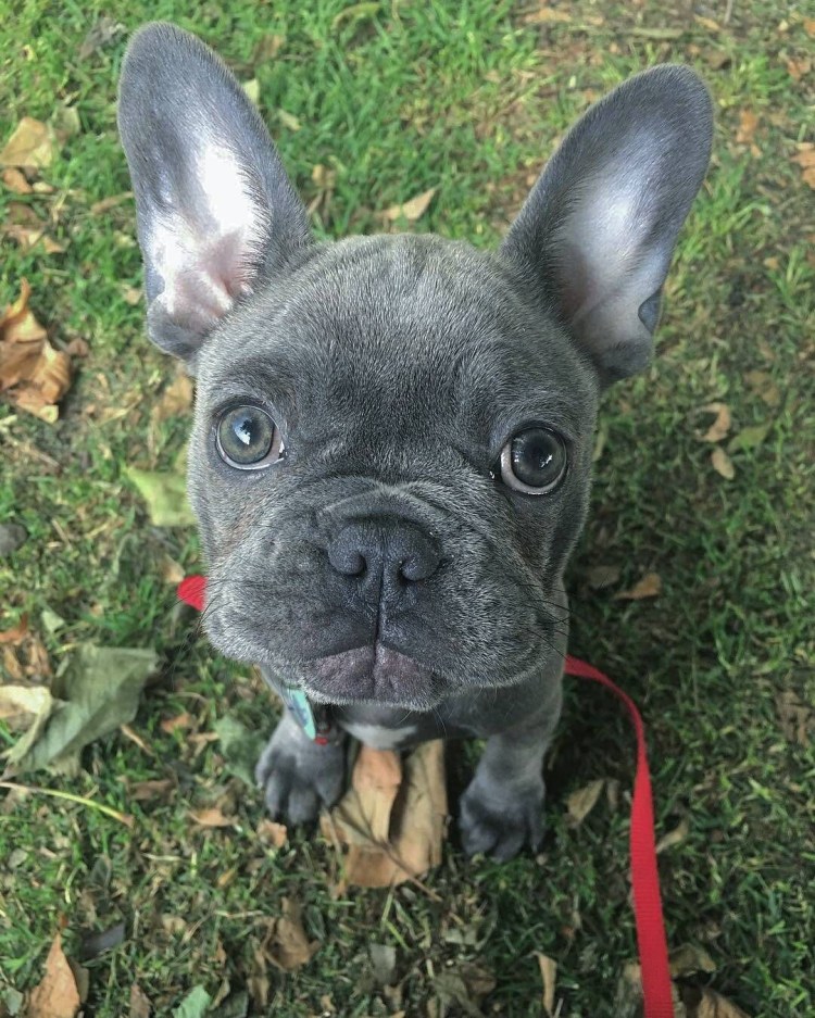 Щенок французский бульдог серый гуляет