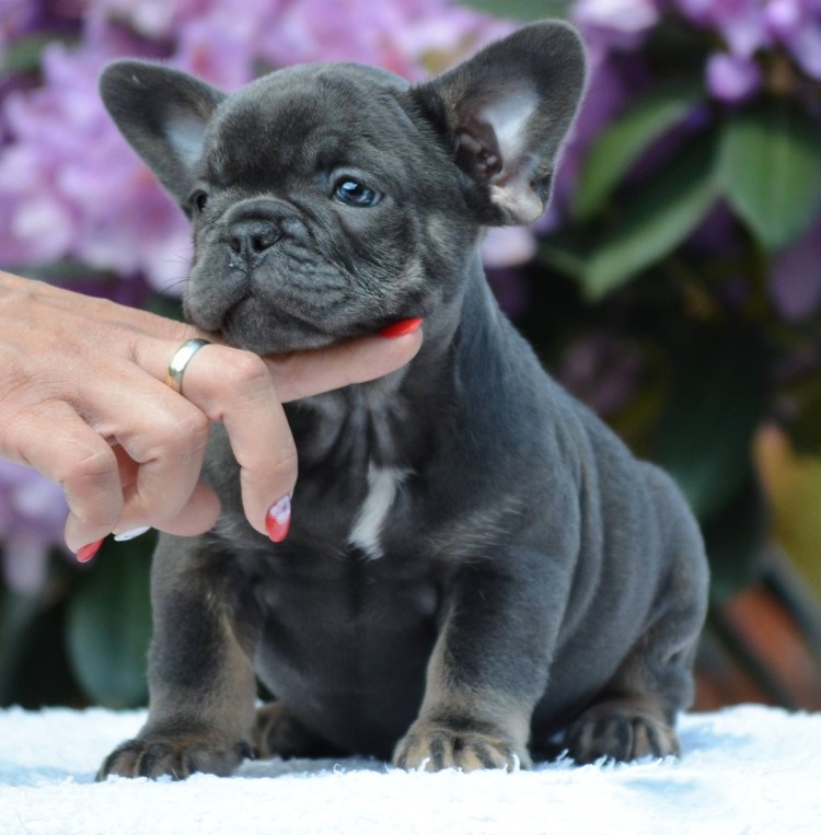 Голубой Солид французский бульдог