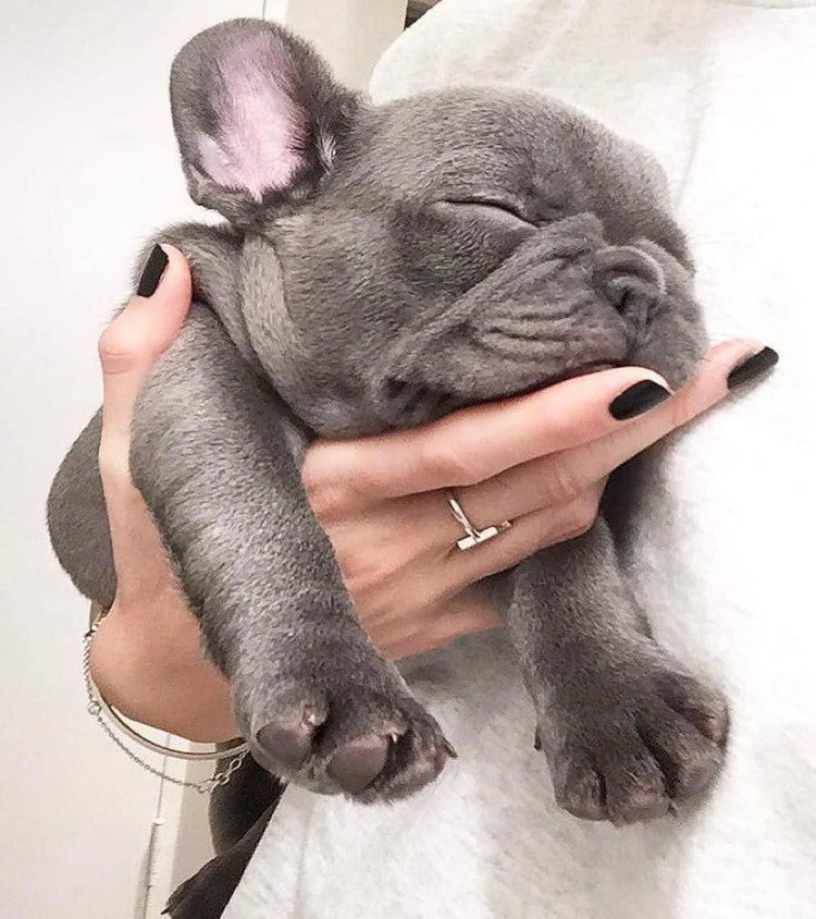 Французский бульдог в профиль