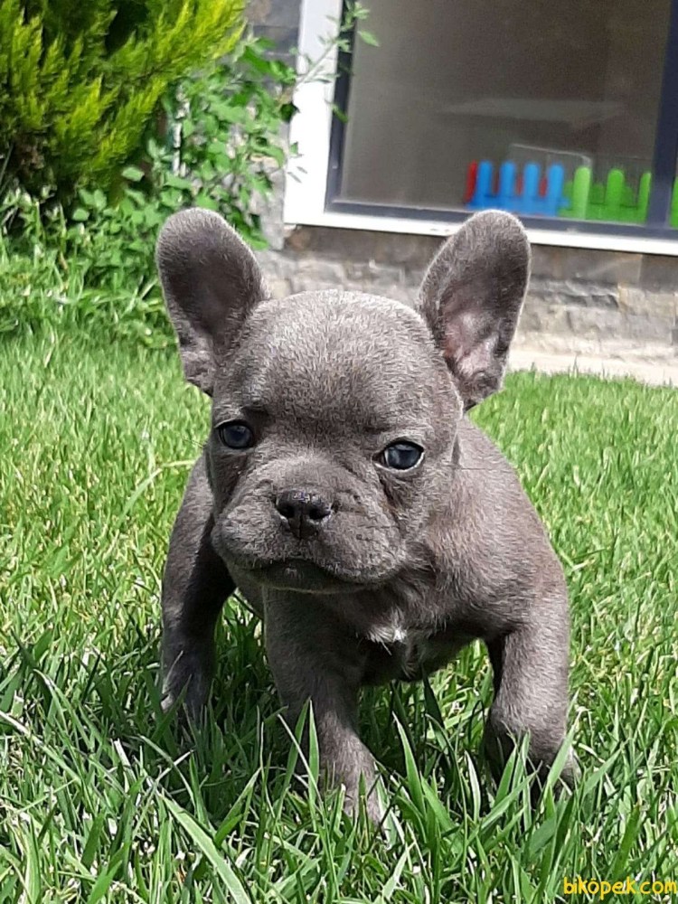 Карликовый французский бульдог