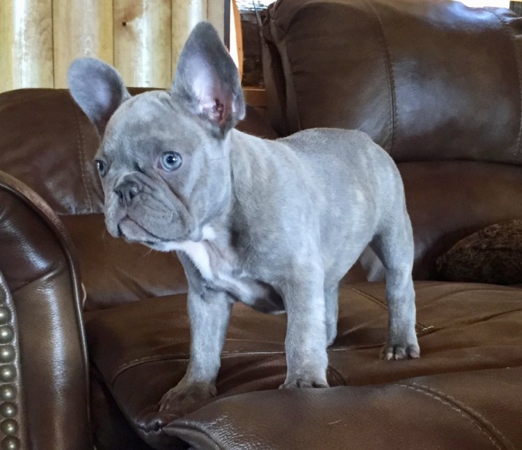 Французский бульдог Чивас