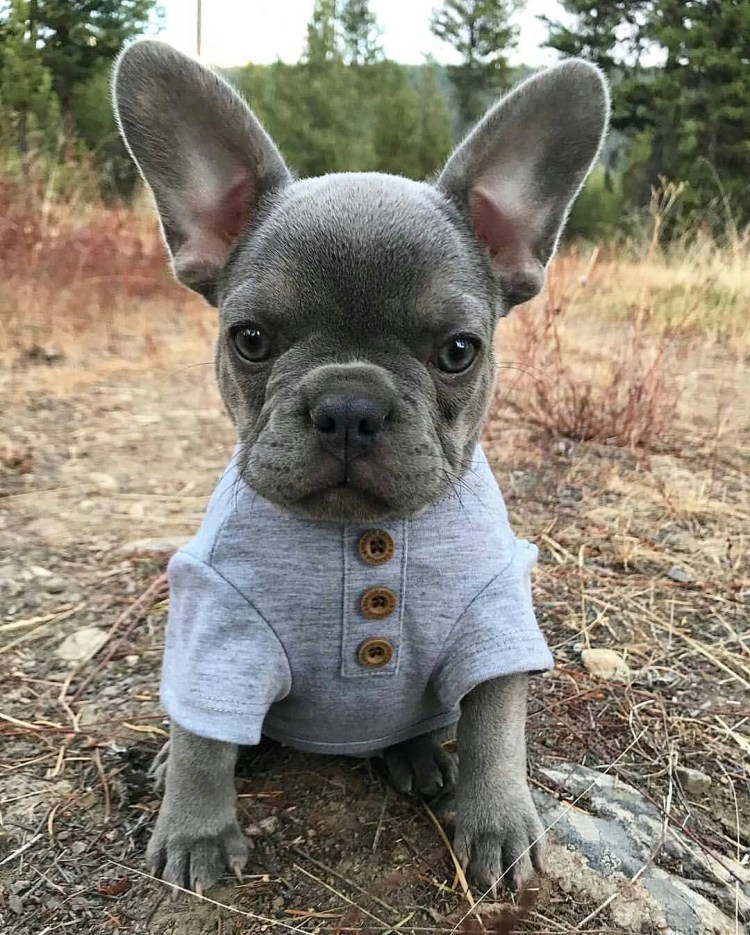 Голубой французский бульдог