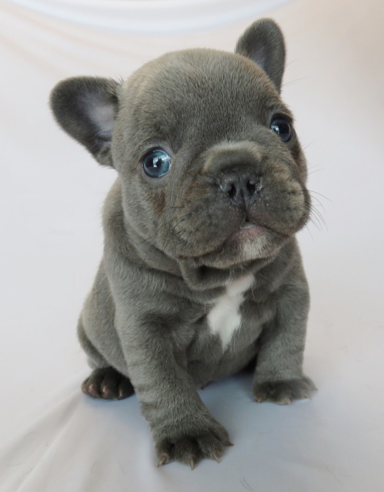 Французский бульдог щенок серый