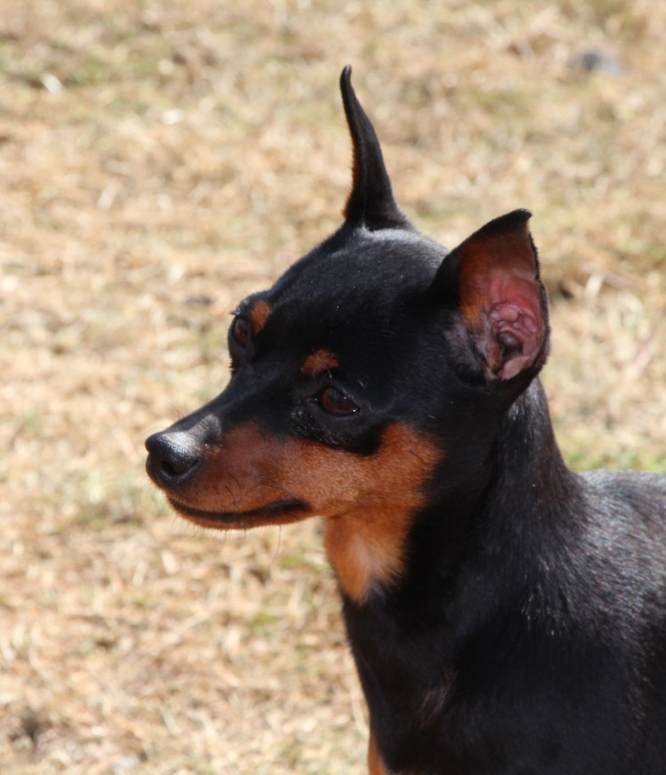 Японский пинчер карликовый терьер