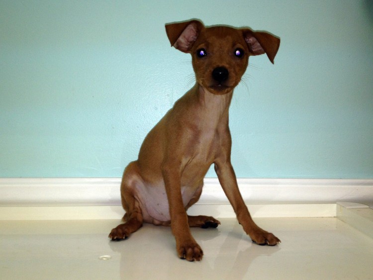 Карликовый той терьер