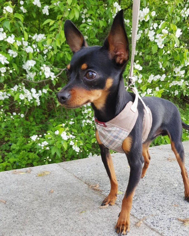 Пражский крысарик