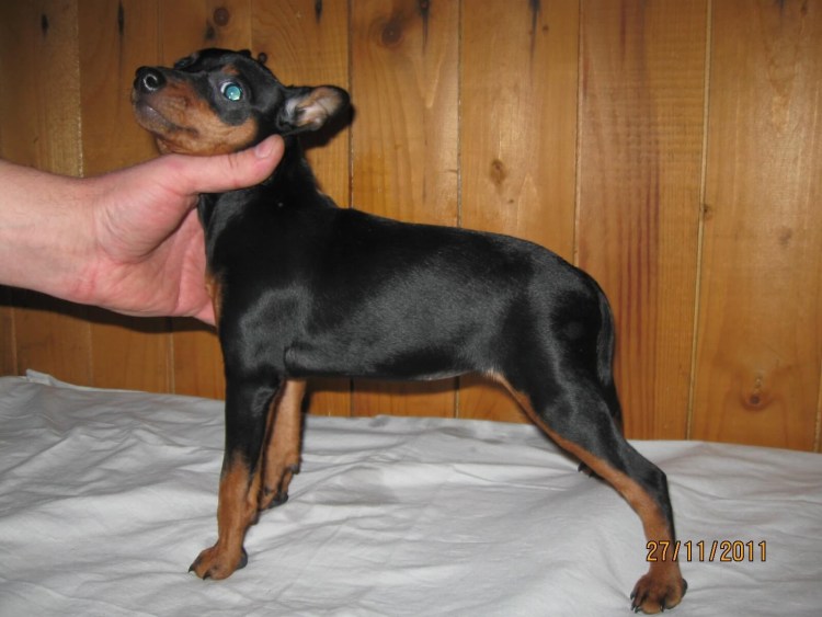 Японский пинчер