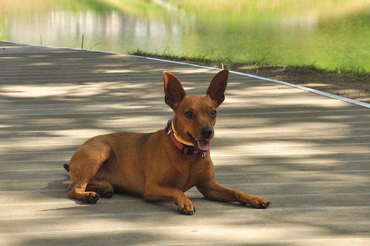 Карликовый пинчер маленький рыжий