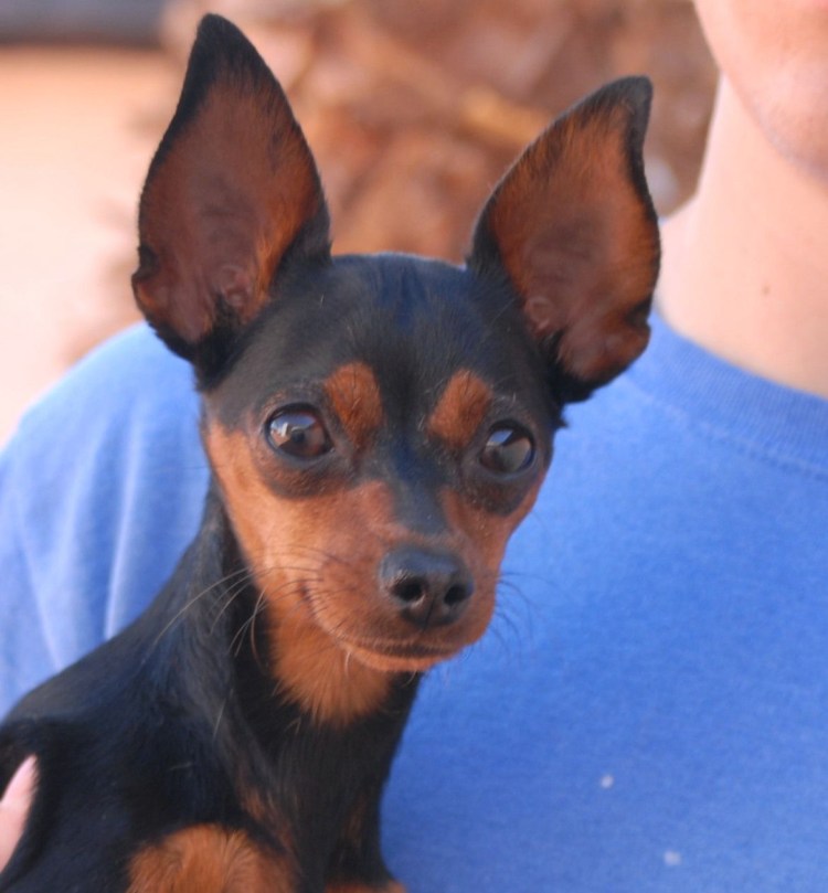 Цвергпинчер / Miniature Pinscher (185) м