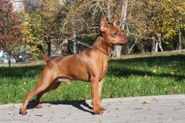 Метис пинчера и чихуахуа