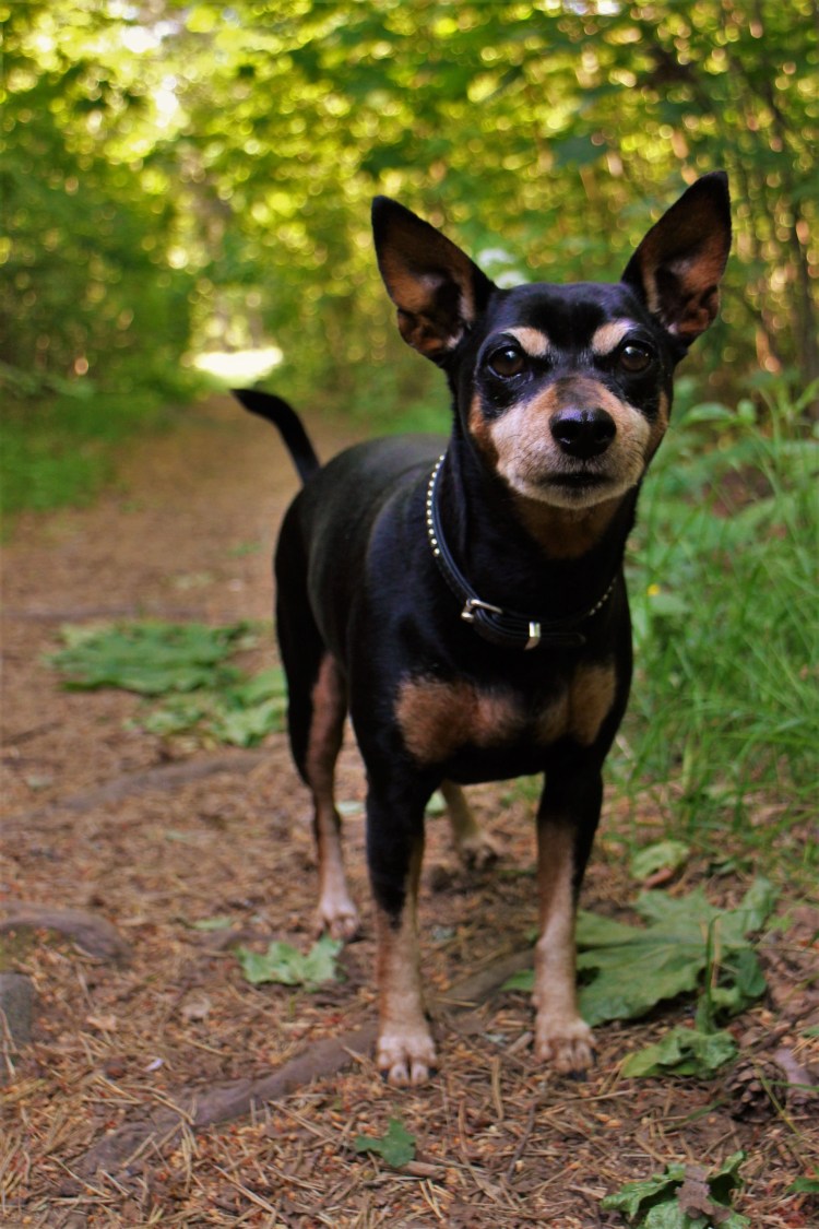 Карликовый пинчер